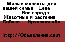 Милые мопсяты для вашей семьи › Цена ­ 20 000 - Все города Животные и растения » Собаки   . Брянская обл.